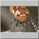 Sympetrum striolatum - Grosse Heidelibelle m09b.jpg